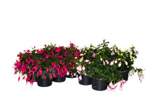 Fuchsia Hybrid 6-pk. - flere farver